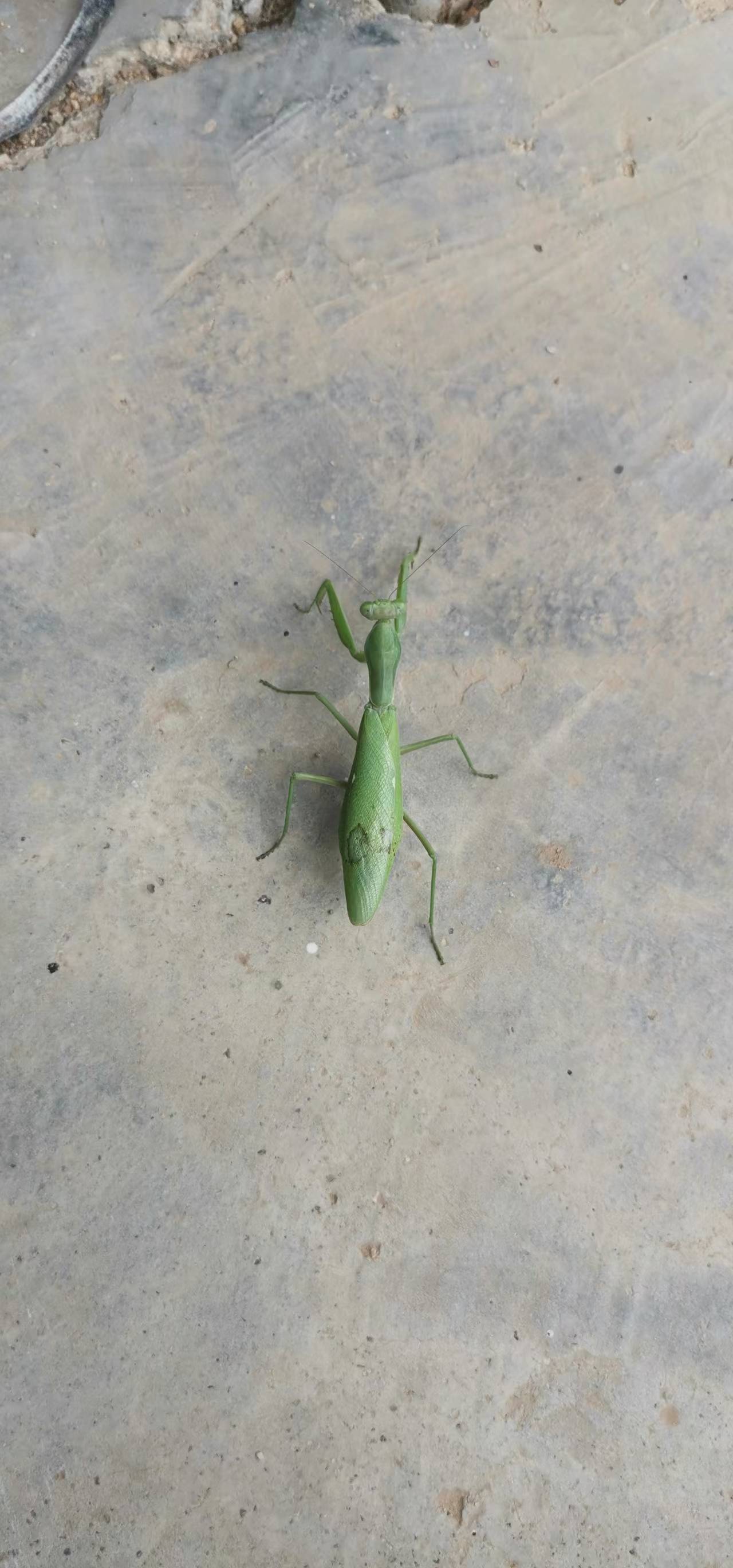 mantis